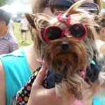 cute dog