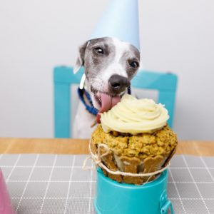 Bakery Treats | Pet Pleasers Bakery | Begin Your Purchase Here